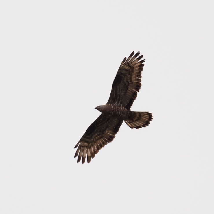 European honey buzzard